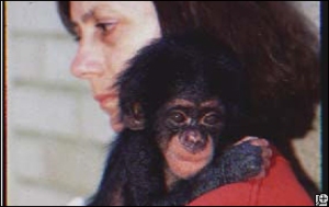 "baby chimps"